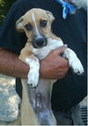 Riley- Puppy