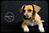 Riley- Puppy