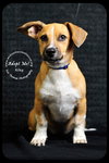 Riley- Puppy