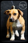 Riley- Puppy
