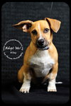 Riley- Puppy
