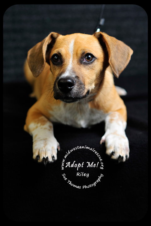 Riley- Puppy