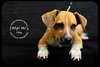 Riley- Puppy