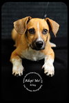 Riley- Puppy