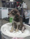 Kelsey- Puppy