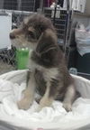 Kelsey- Puppy