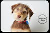 Kelsey- Puppy