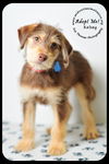 Kelsey- Puppy