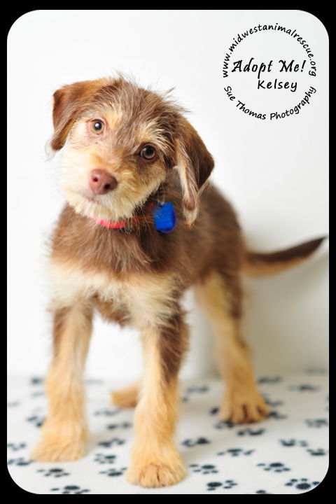 Kelsey- Puppy