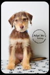 Kelsey- Puppy