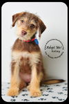 Kelsey- Puppy
