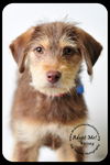Kelsey- Puppy