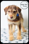 Kelsey- Puppy