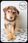 Kelsey- Puppy