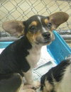 Marvin-Puppy