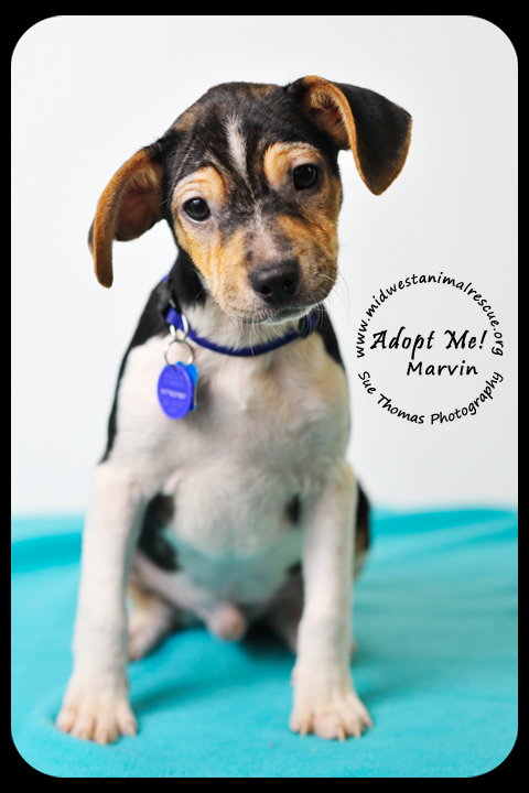 Marvin-Puppy