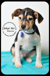 Marvin-Puppy