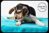 Marvin-Puppy