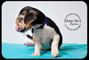 Marvin-Puppy