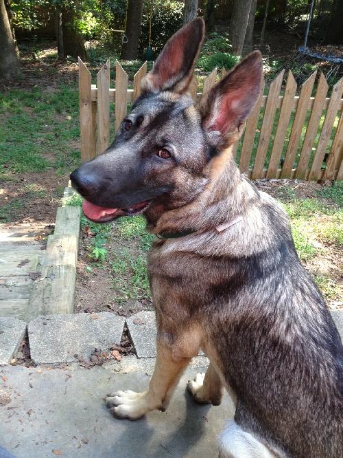 Lucky the GSD