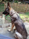 Lucky the GSD
