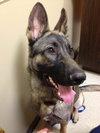 Lucky the GSD