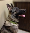 Lucky the GSD