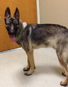 Lucky the GSD