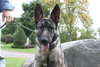 Lucky the GSD