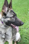 Lucky the GSD