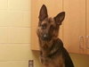 Belle