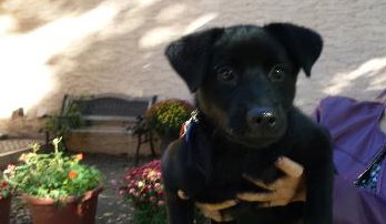Skyli