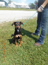 Riggs