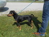 Riggs