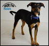 Riggs