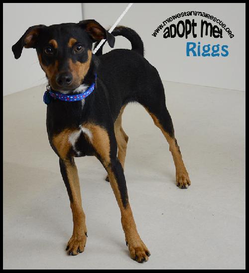 Riggs