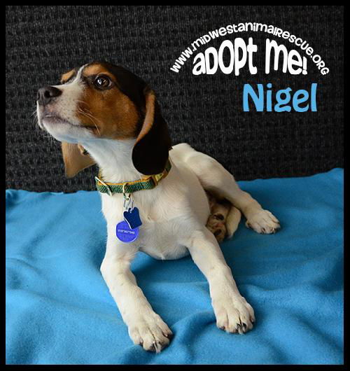 Nigel -Pup