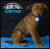 Sherman -Pup