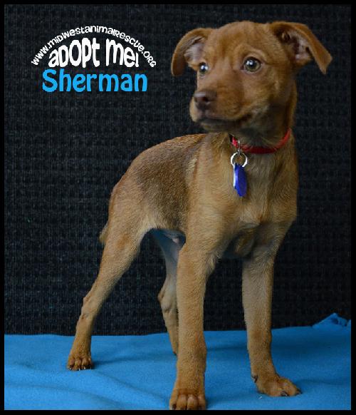 Sherman -Pup