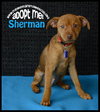 Sherman -Pup