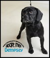 Dempsey