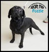 Fozzie