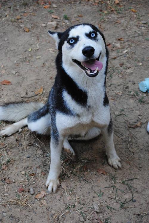 Mishka