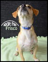 Frisco