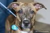 Keeley Puppy