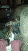 Keeley Puppy