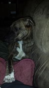 Keeley Puppy