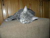 Bill