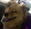 Lila