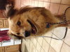 Lila